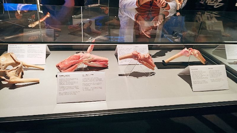 Wystawa Body Worlds